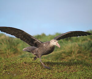 A large brown bird stretches it's wing just before take off