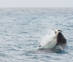 An orca breaks the surface of the sea with a penguin in it's mouth