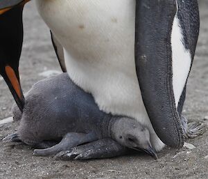 A penguin chick sits on the feet of it's parent