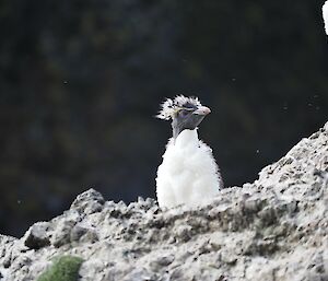 A moulting penguin sits on a grey rocky outcrop