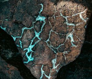 A brown rock with lots of crack lines that are filled with a bright light-blue mineral.