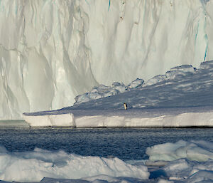 A solitary penguin is standing on the ice in the distance