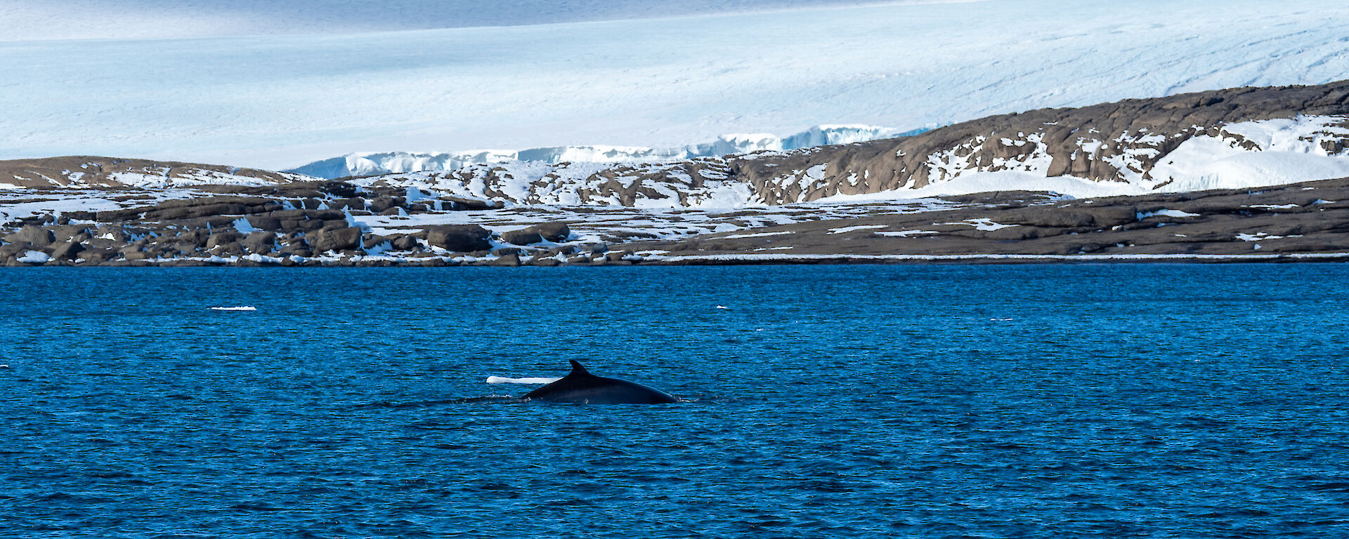 A whale's fin and back breaks the surface of the water, with rock and ice in the background