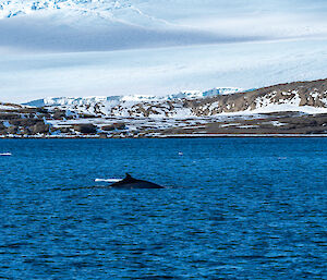 A whale's fin and back breaks the surface of the water, with rock and ice in the background