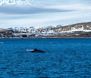 A whale's fin and back breaks the surface of the water, with rock and ice in the background