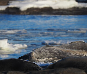 A seal relaxing, asleep on ice