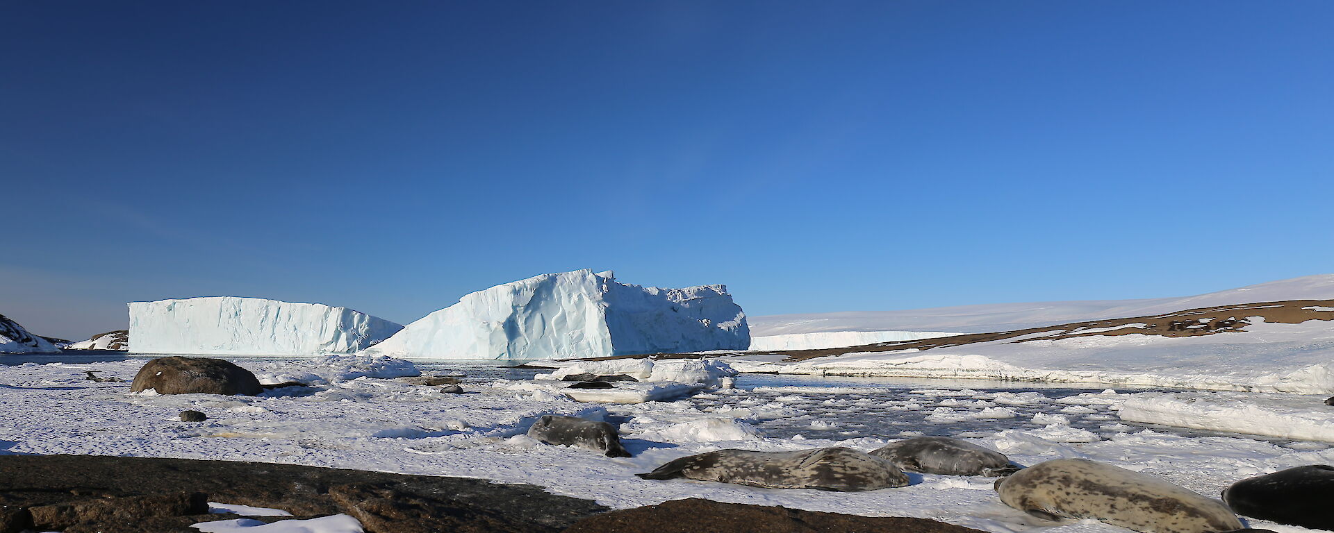 Looking across rock and ice with two icebergs in the distance