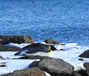 An emperor penguin laying on its stomach on the snow