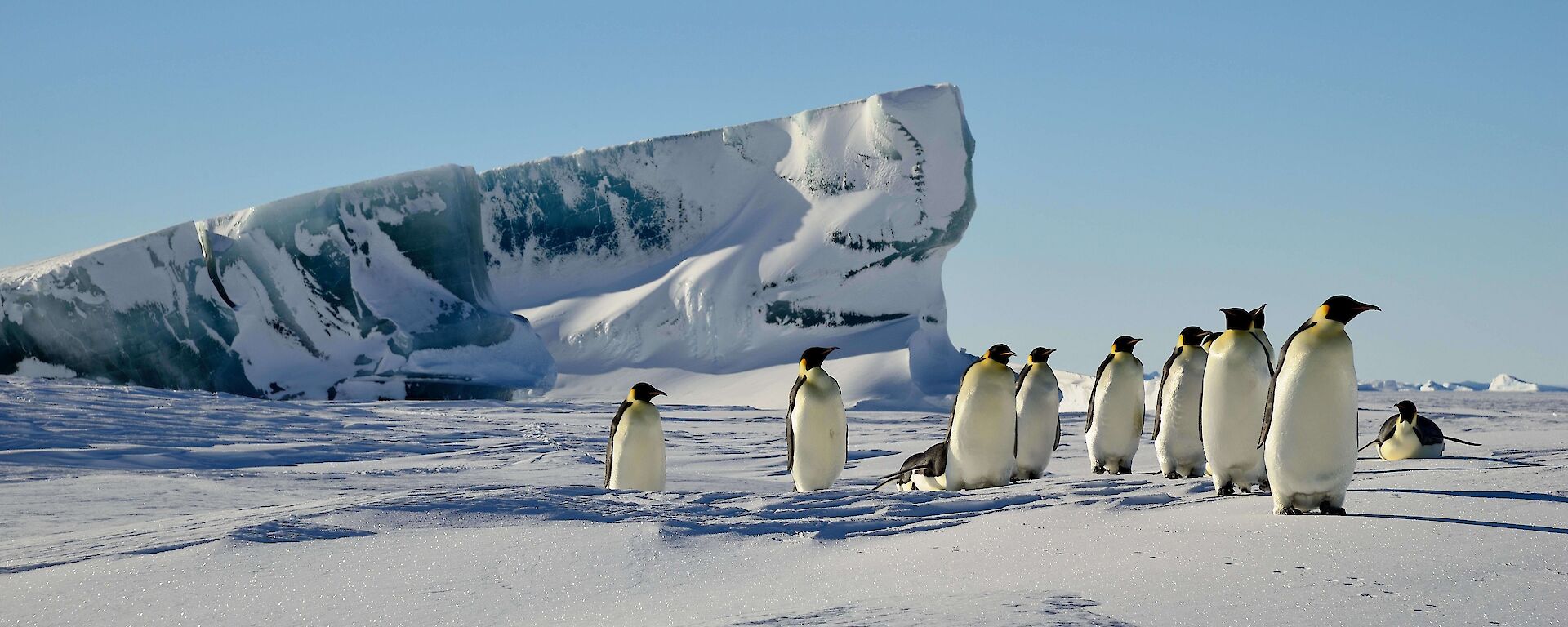 A group of emperor penguins stand on the ice in front of a large jagged jade berg