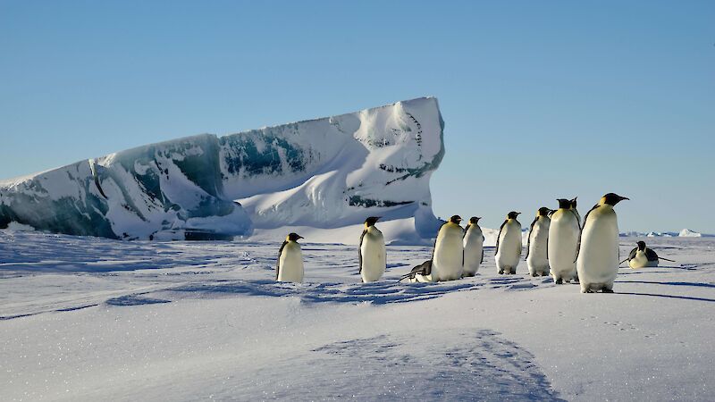 A group of emperor penguins stand on the ice in front of a large jagged jade berg