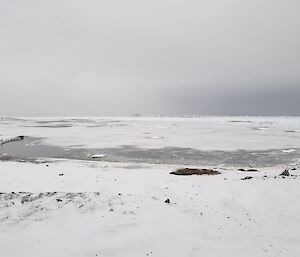 A snowy landscape with snow coating the beach and the grease-ice that has formed in the ocean. A group of elephant seals can be seen huddling on the beach.