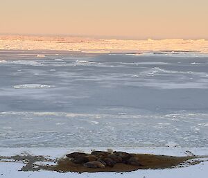 A group of about ten brown elehant seals huddled up on a snowy beach shore. The sea is frozen and also covered in snow.