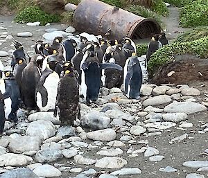 King penguins standing next to rusted digesters once used to boil down penguins for oil