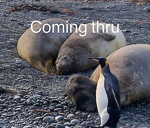 A King penguin passes several seals lying on the beach