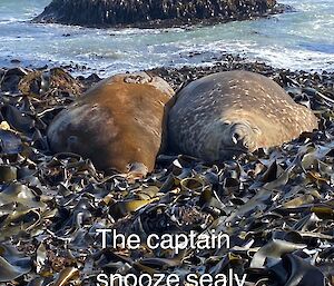 Two elephant seals sleeping on a bed of seaweed