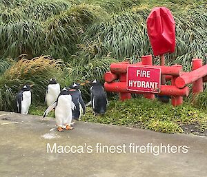 Gentoo penguins standing to to a fire hydrant