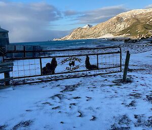 A steel gate that says "Macquarie Island' surrounded by snow with the ocean in the background