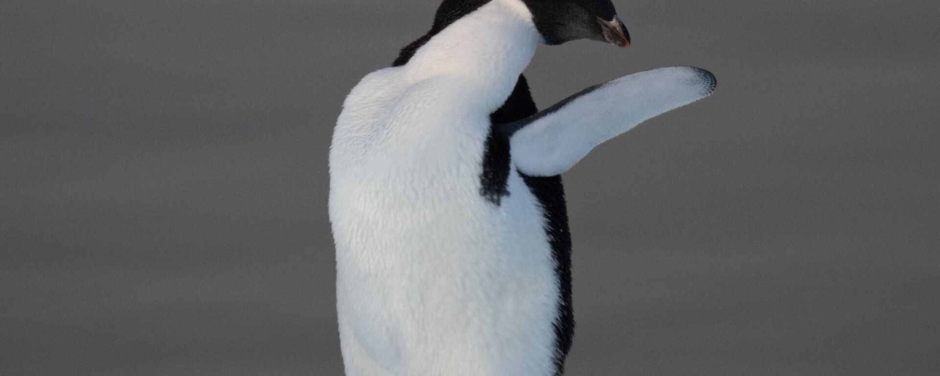 A penguin raises its wing to wave