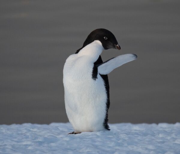 A penguin raises its wing to wave