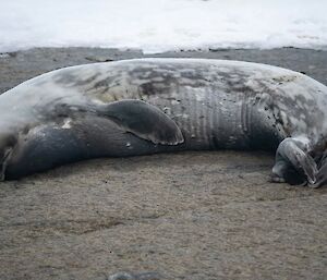 A seal lies sleeping on the rock