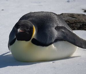 A penguin cools itself by laying on its stomach in the sun