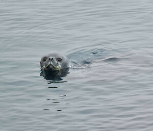 A seal is swimming through the water looking at the photographer