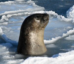 The grey head of a seal is poking out of ice covered water and looking into the sky. the ice on the water is shaped like large pancakes.