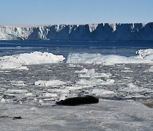 Stretching across the background of the photo is a wall of crumbling ice, which is the face of the Vanderford Glacier. In the foreground is a dark brown seal, sleeping on the ice covered shoreline. Between the shoreline and the face of the glacier, the water is covered in broken pieces of ice, varying in size, with some larger iceberg pieces to the rear.