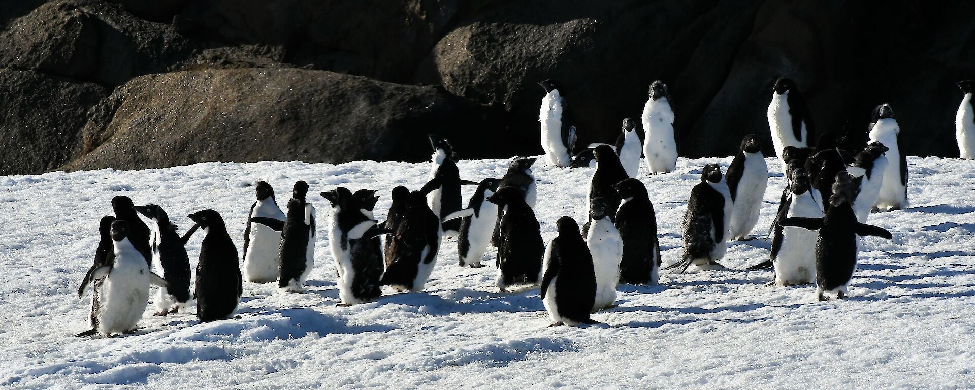 A group of approximately 25 small black and white penguins is spread in a line from left to right across this photo. Some of the penguins are standing still, and some are in various positions of waving their arms around. The lower half of the picture is all snow, which the penguins are sitting on, while the background is an outcrop of large brown boulders.