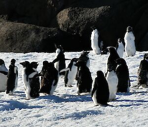 A group of approximately 25 small black and white penguins is spread in a line from left to right across this photo. Some of the penguins are standing still, and some are in various positions of waving their arms around. The lower half of the picture is all snow, which the penguins are sitting on, while the background is an outcrop of large brown boulders.