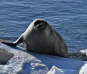 A young, well rounded. seal is emerging from the water. It is looking at the camera head on, and approximately three quarters of the way out of the calm water, making its' way onto the snow and ice covered rocky shoreline. The sun is shining on the seal.