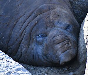 The camera is looking face on at at the head of a large brown Elephant Seal that is resting in between two boulders. The seals' eyes are partially closed in a sleeping state. The photo shows just the head of the seal, with the body out of the frame.