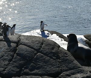 The foreground of this photo is a very large brown boulder, with fracture marks running through it. There is a wide flat ledge just behind this at a lower height, and the sunlit ocean dropping off beyond this. There is a group of 6 penguins on top of the rock to the left, with a single penguin down on the ledge, to the top of the shot. A young, but big, Elephant seal is also perched on the ledge, looking curiously at the lone penguin, who is cut off from it's friends..