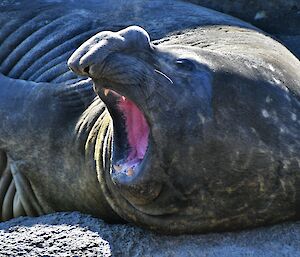 A large elephant seal is yawning with its' mouth wide open, exposing the bright pink inside. The camera is facing head on and the seal is twisted to the left of the photo, illuminated by the sun. The twisting motion is causing the side of the seals' body to wrinkle.