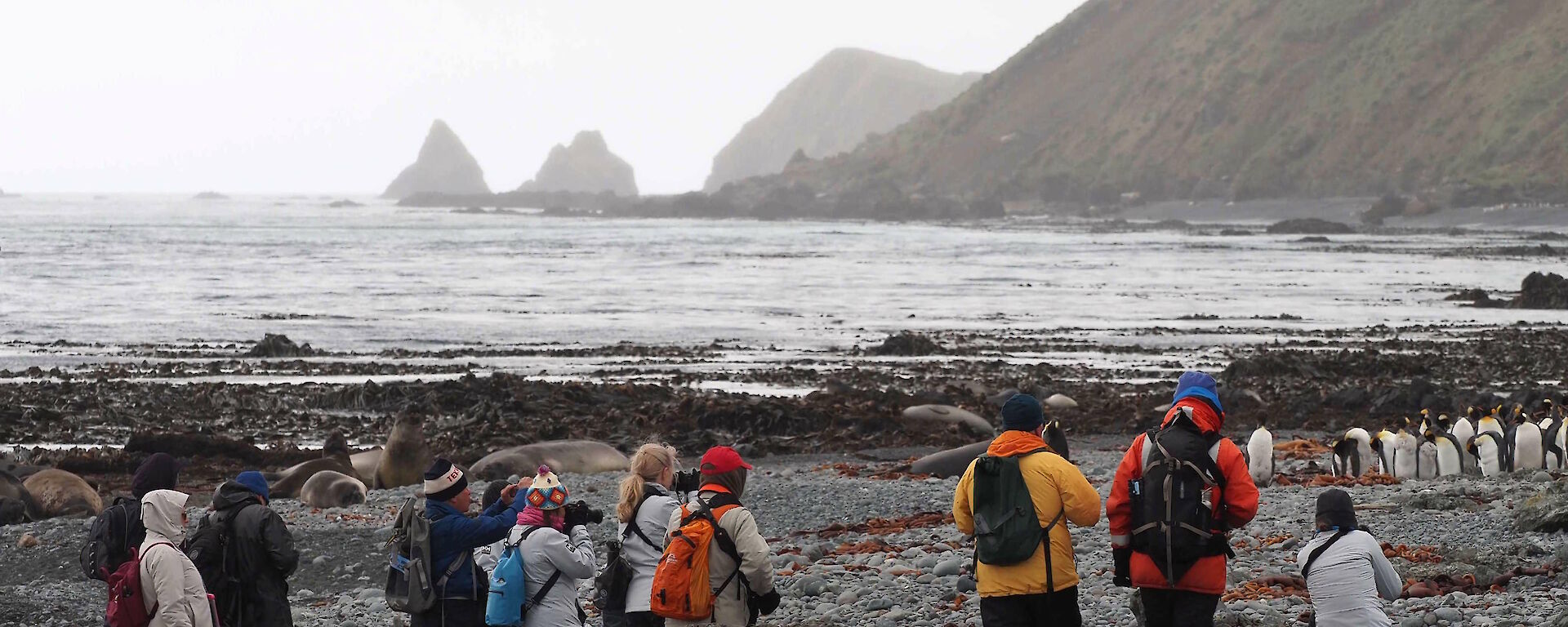 Visitors enjoying seeing elephant seals and king penguins