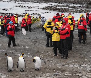 Tourists taking photos of three king penguins.