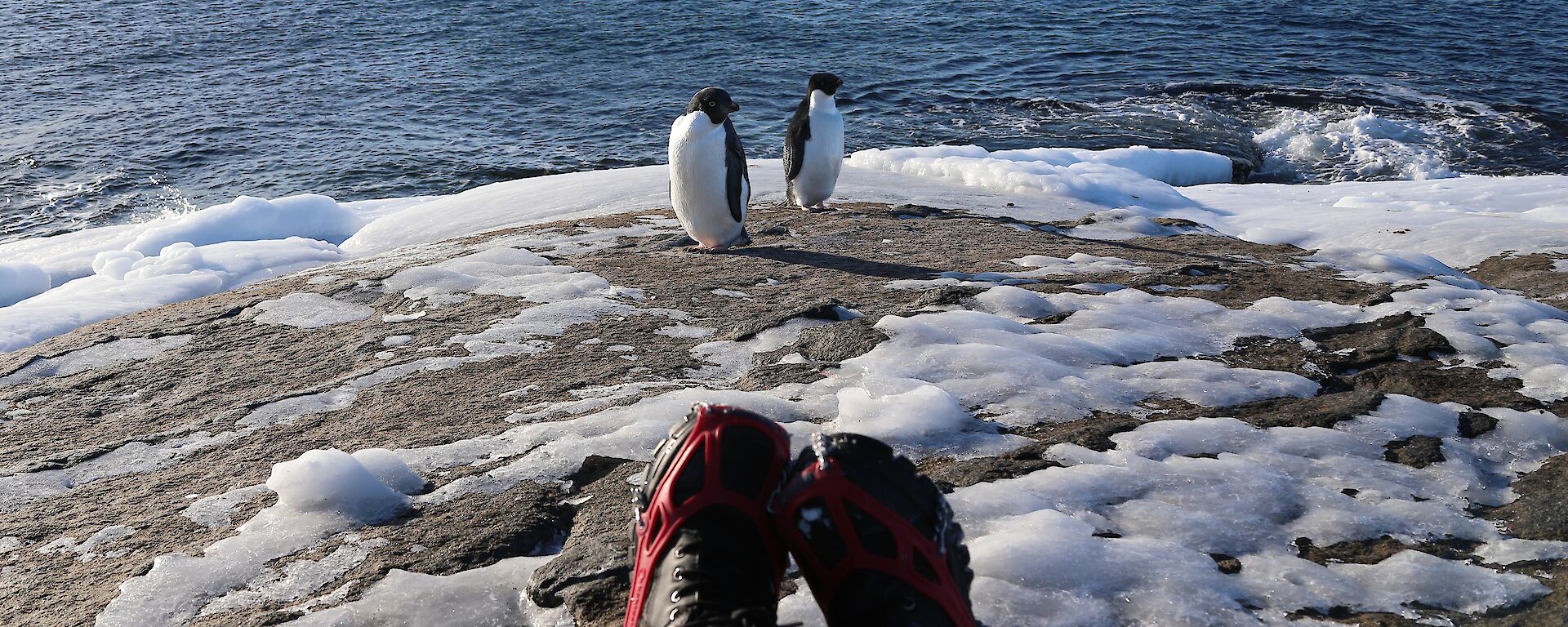 Two penguins stand on icy rocks in front of the water.