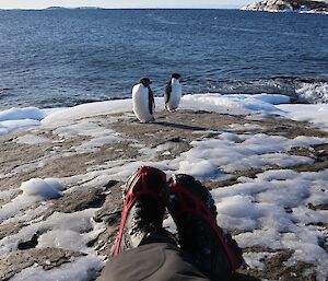 Two penguins stand on icy rocks in front of the water.