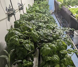 Abundant fresh basil, parsley and other herbs in hydroponics containers on a long bench.