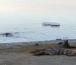 A group of about 20 elephant seals on a beach with the ocean in the background.