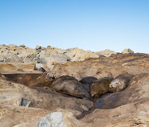 Five large elephant seals slumbering together in a rock hollow.