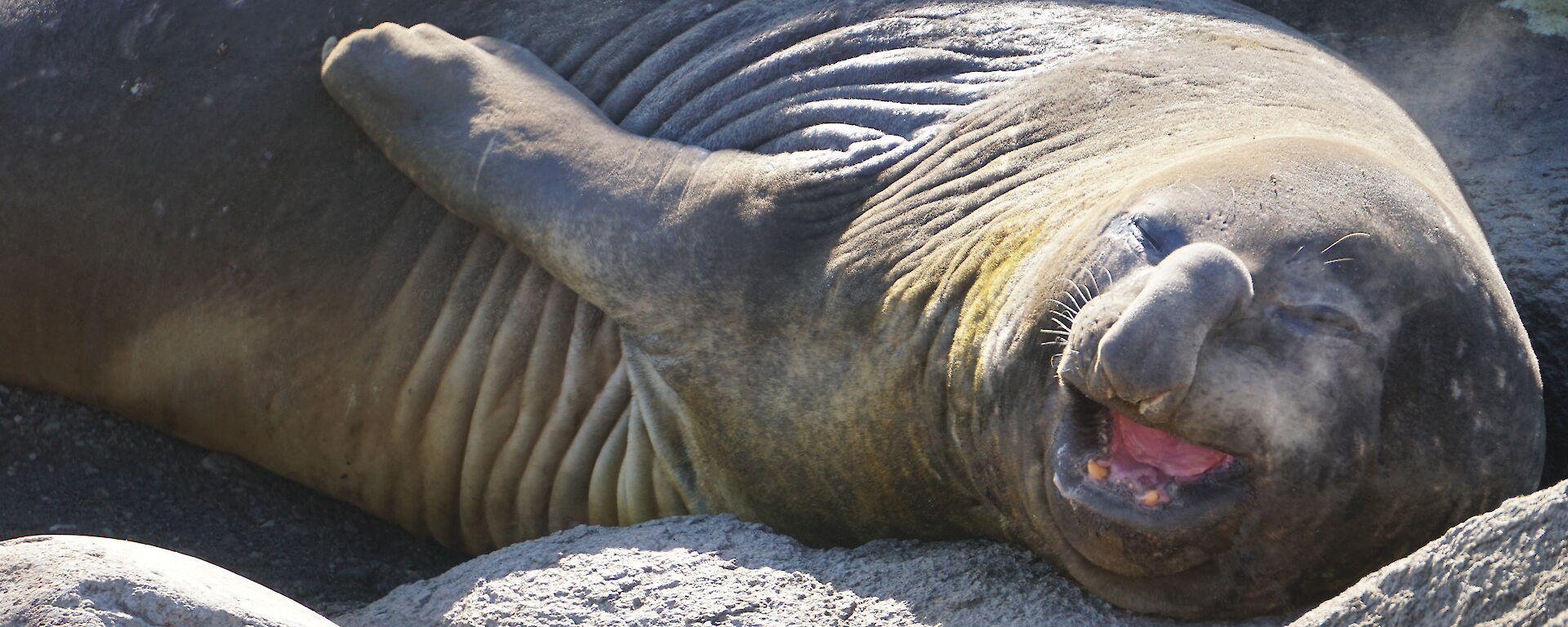 A seal with a big proboscis looks like it is laughing or sneezing