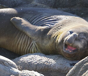 A seal with a big proboscis looks like it is laughing or sneezing