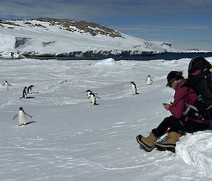 Some people sitting on a snowbank watching adelie penguins walk past