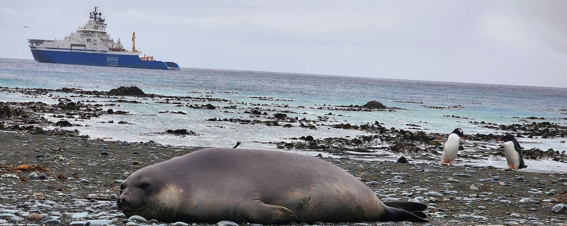 Voyage 7 resupply vessel MPV AIVIQ in Buckles Bay, with a southern Elephant Seal in the foreground.