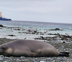 Voyage 7 resupply vessel MPV AIVIQ in Buckles Bay, with a southern Elephant Seal in the foreground.