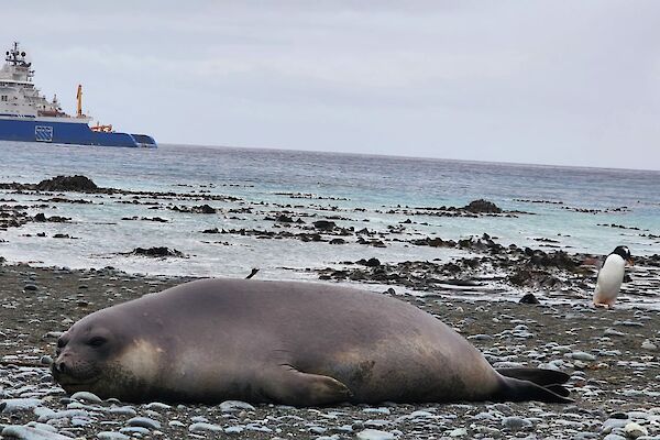 Voyage 7 resupply vessel MPV AIVIQ in Buckles Bay, with a southern Elephant Seal in the foreground.
