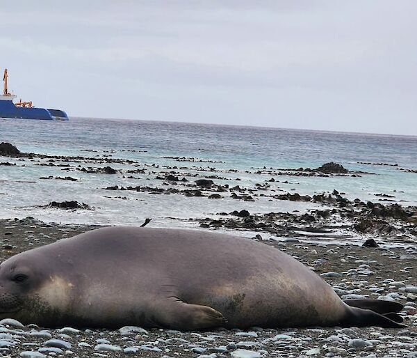 Voyage 7 resupply vessel MPV AIVIQ in Buckles Bay, with a southern Elephant Seal in the foreground.