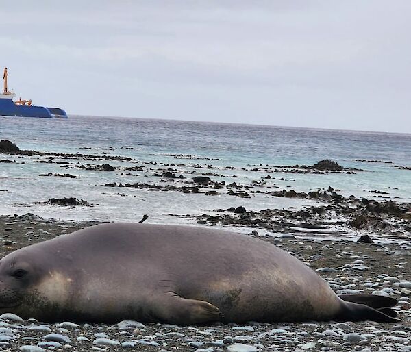 Voyage 7 resupply vessel MPV AIVIQ in Buckles Bay, with a southern Elephant Seal in the foreground.