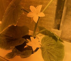 A cucumber plant is flowering under ultraviolet light